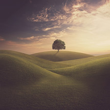 Grassy field with rolling hills and a single tree in the background.