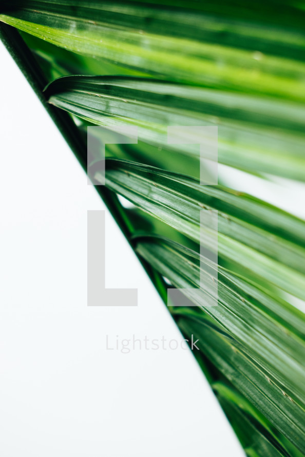 Macro shot of a palm branch on a white backdrop.