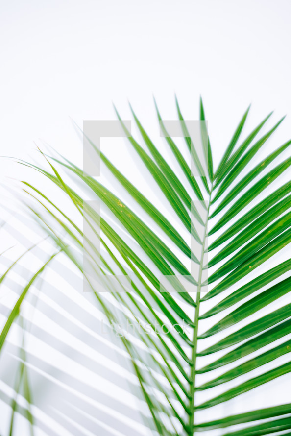Macro shot of a palm branch and its shadow on a white backdrop.