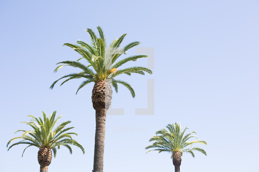tops of palm trees against a blue sky 