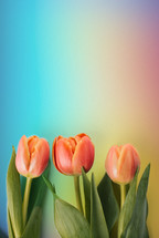Tulips on a rainbow colored background