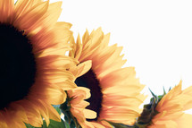 sunflowers against a white background 