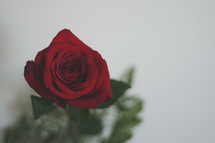 red long stem rose 