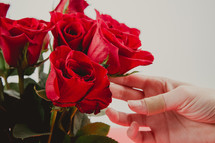 a woman touching red roses 