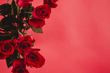 Red roses on a red background.
