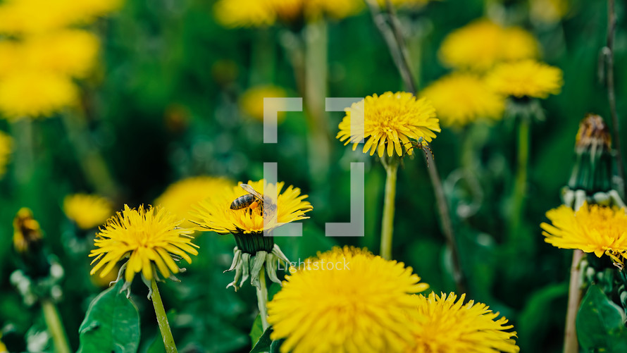 Bee on yellow dandelion flower collecting nectar. Insects gathering pollen. High quality photo
