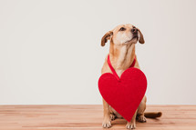 Valentines dog 