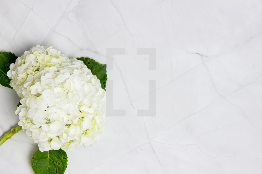 white hydrangea flowers on white marble background 