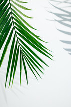 Macro shot of a palm branch and its shadow on a white backdrop.