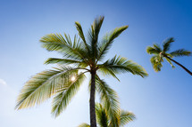 Sunstar and palm tree
