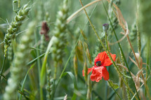 poppy amongst green wheat 