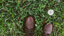 shoes standing in green grass and a dandelion