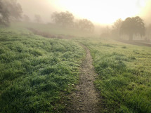worn path through green grass 