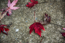 red leaves on a sidewalk 