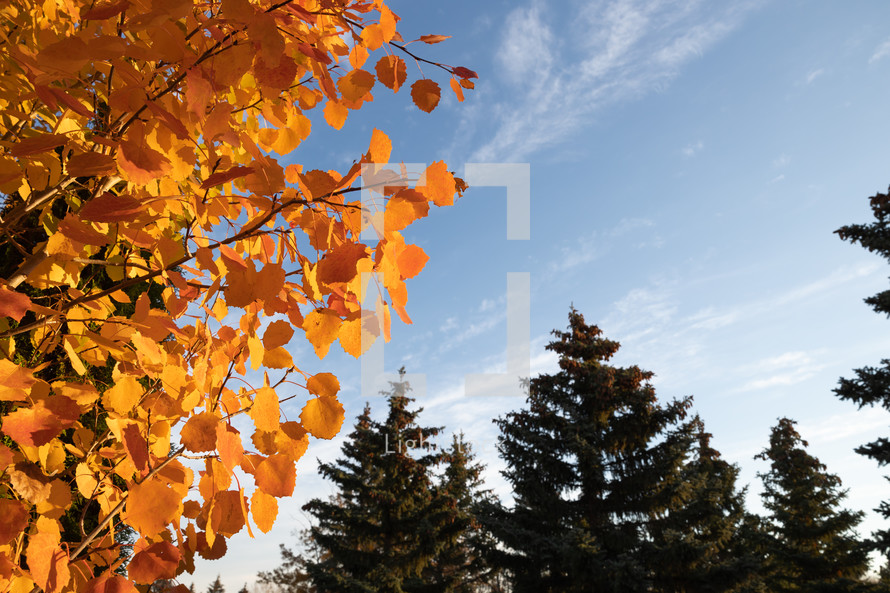 orange autumn leaves against a blue sky 