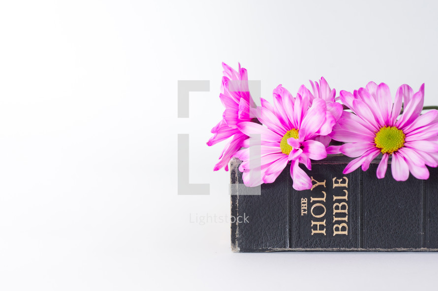 Pink flowers on a Bible.