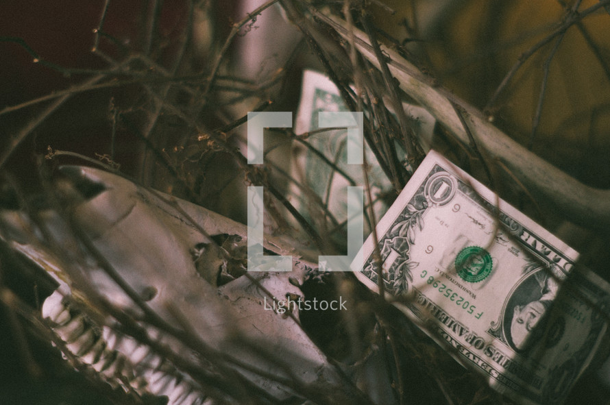 dollars in a tree 