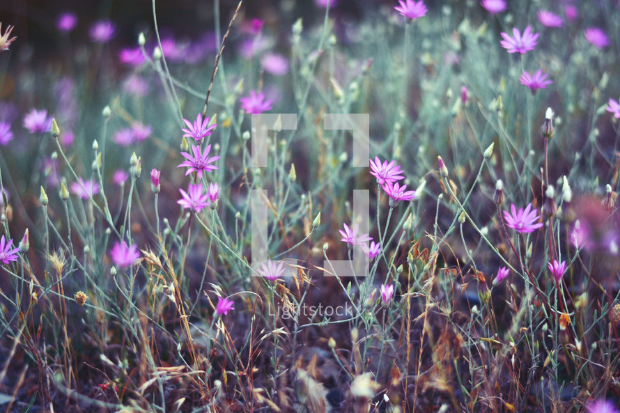  Purple flowers grow in the meadow