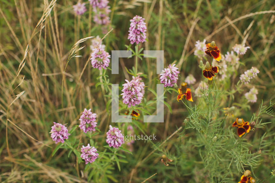 purple wildflowers (horse mint), Texas wildflowers