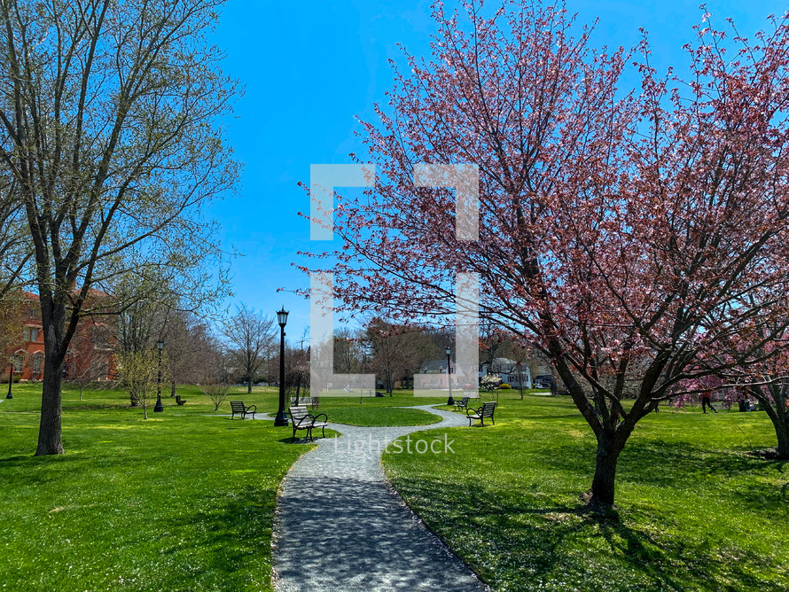 path through a park in spring 