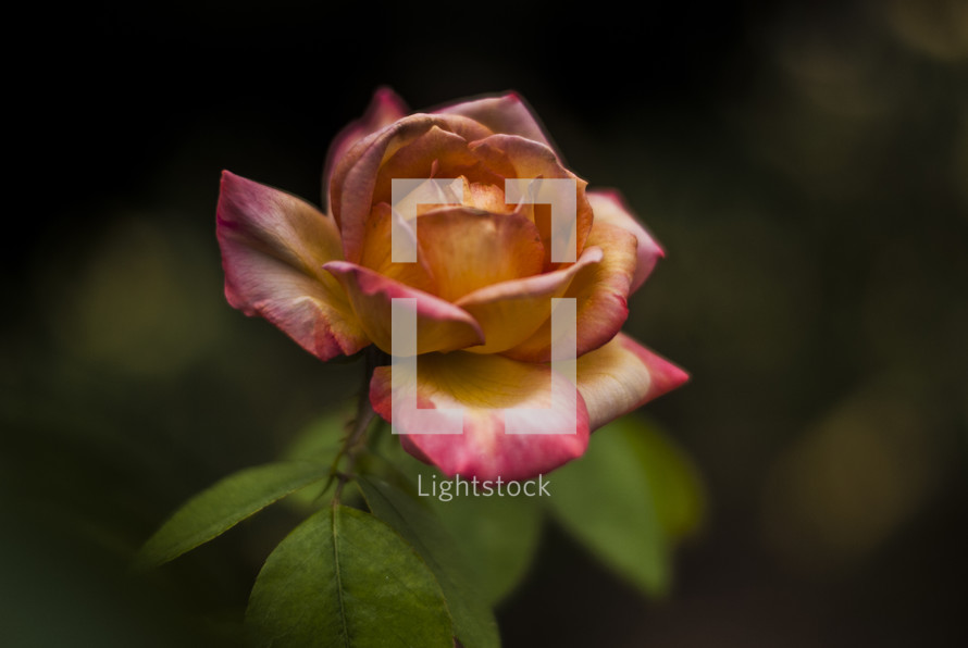 a blooming rose in a garden 