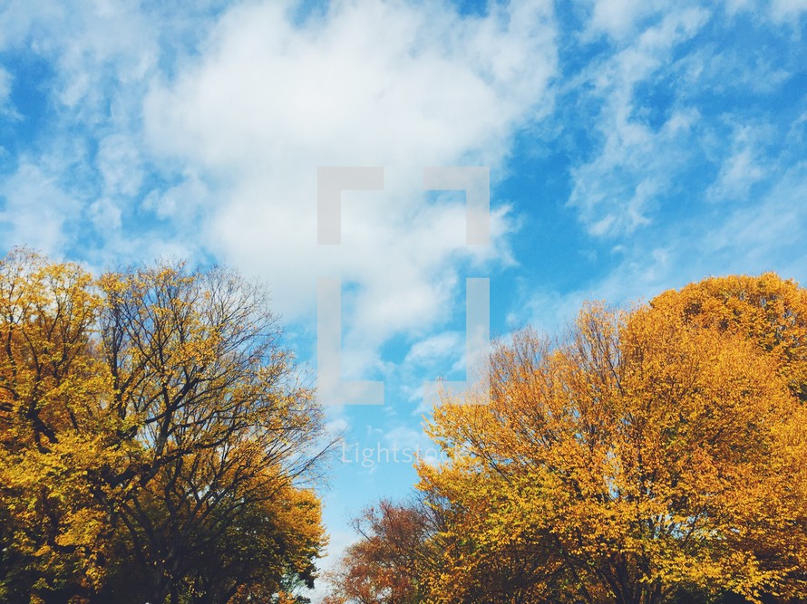 fall trees and blue sky 
