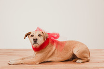 a red bow around a dog's neck 