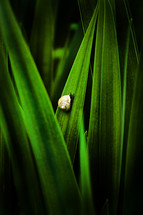 snail on green grass