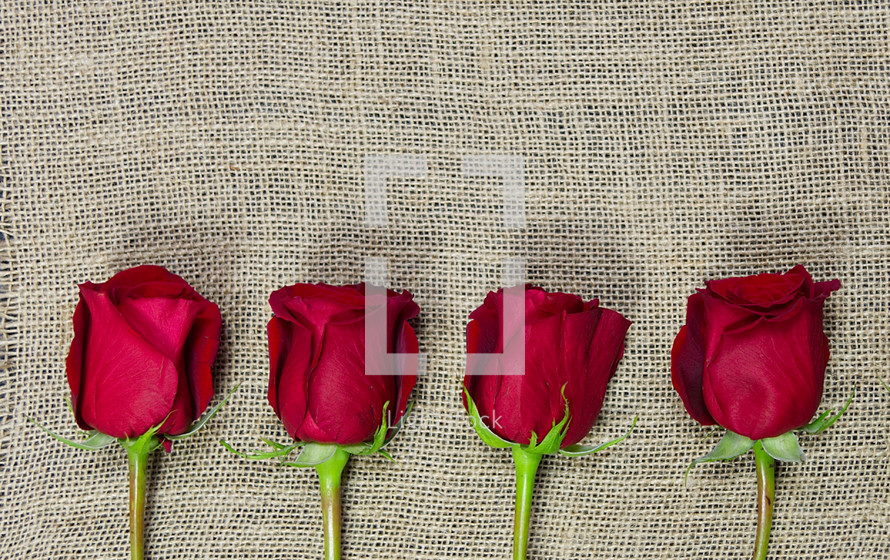 red roses on burlap 