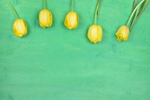 yellow tulips on a green background 