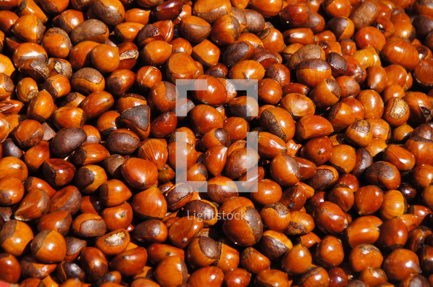 Acorn nuts. Autumn, fall, food, oak, brown.