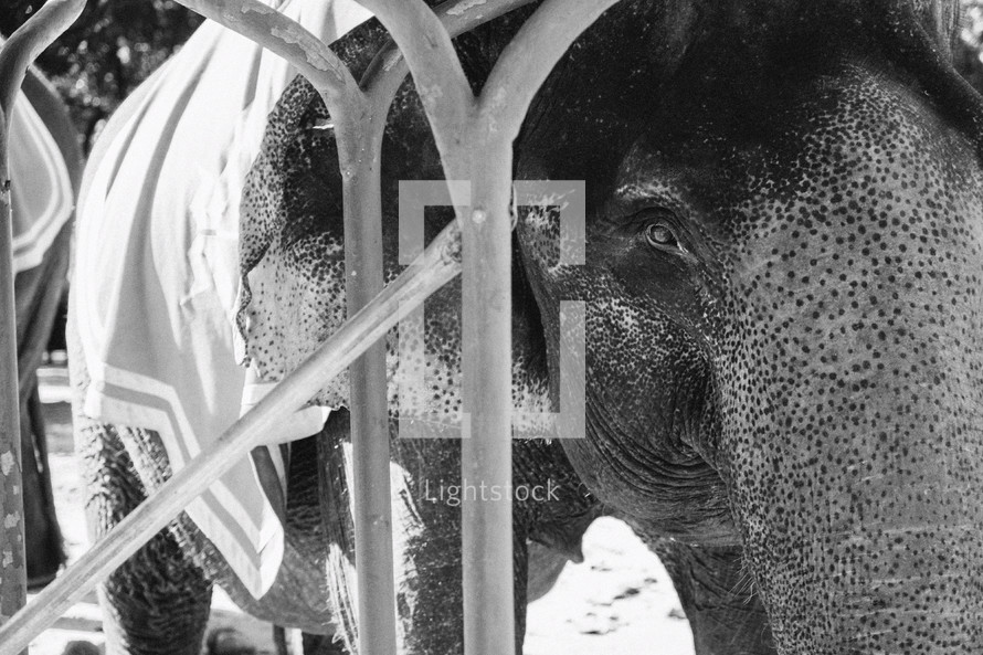 elephant in Cambodia 