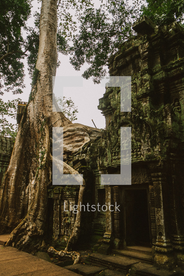 tree growing from ruins in Cambodia 