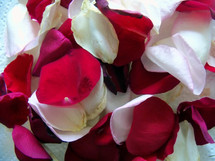 A group of Red, pink and white rose pedals provide a background of soft, fragrant and romantic colors to celebrate valentines day or any romantic occasion. 