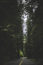 A highway through a forest of tall pine trees.