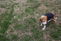 a beagle on a leash in a coat 