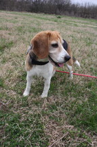 a beagle dog on a leash 