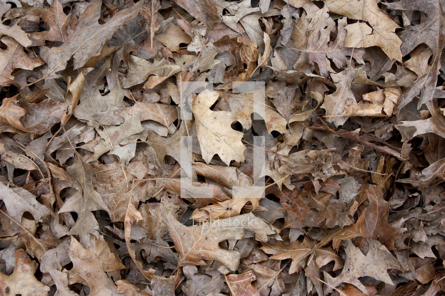 brown fall leaves background 
