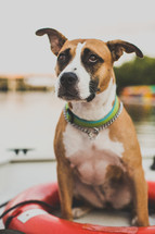 dog in a life ring on a dock 