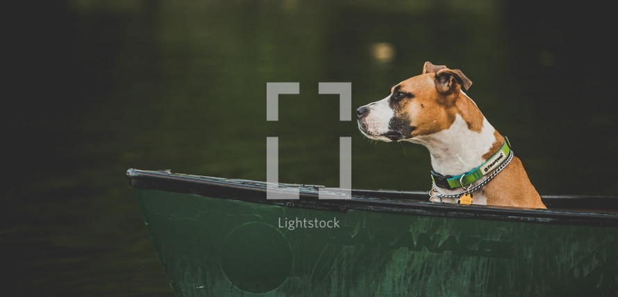 dog in a boat 