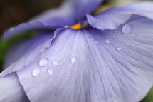 dew on purple flower petal 