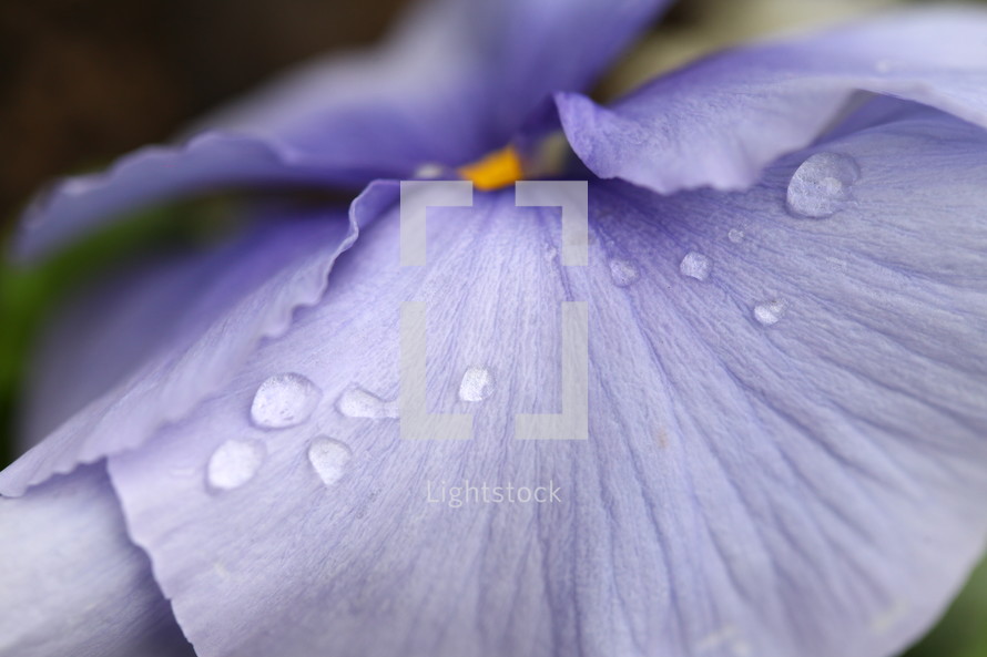 dew on purple flower petal 