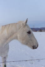 horse in snow 