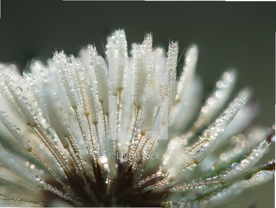 An up-close, macro photograph of the detail of a dandelion laden with moisture from the morning dew.