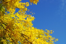 golden fall leaves against a blue sky 