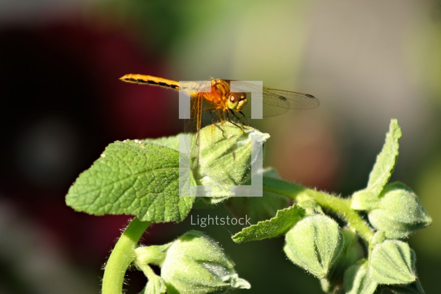 Dragonfly on flower. (Hollyhocks)