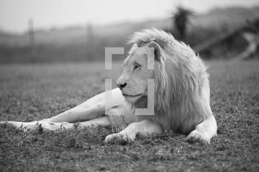 Sitting lion