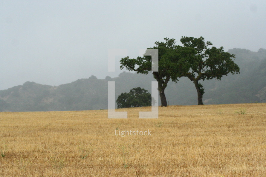 isolated trees on an open field