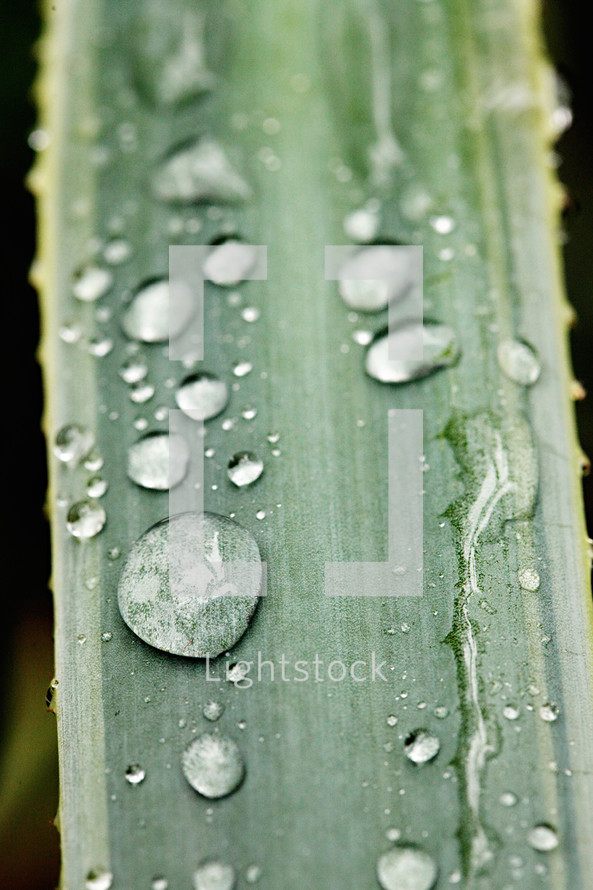 Waterdrops on a blade of grass