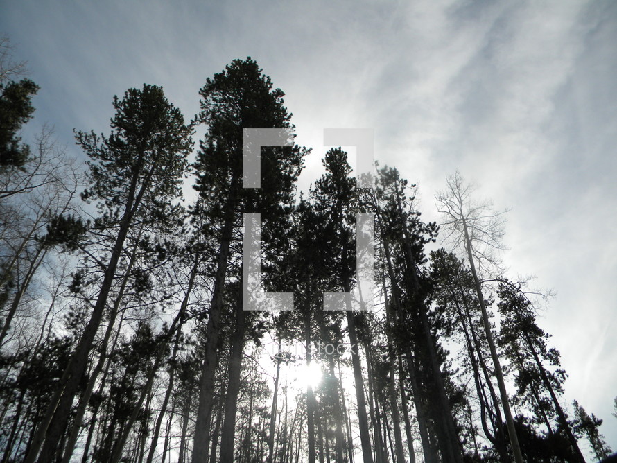 looking up at the trees of a pine forest